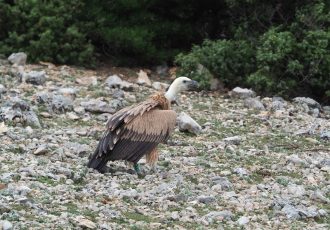 Bjeloglavi supovi Palina, Coline, Lima i Anton ponovno na nebu iznad Kvarnera!